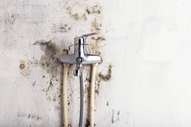 Best Home Mold Removal  in Lamar, MO