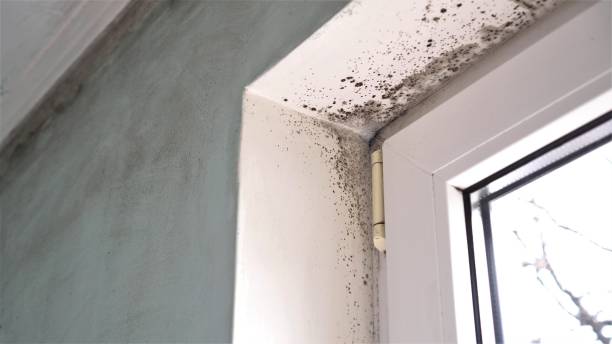 Best Mold Damage Repair  in Lamar, MO