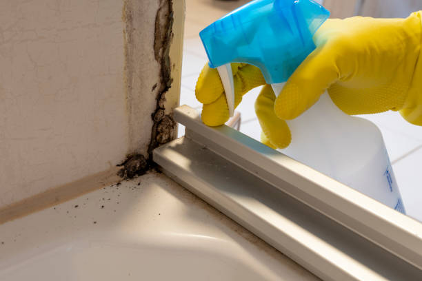 Best Residential Mold Removal  in Lamar, MO