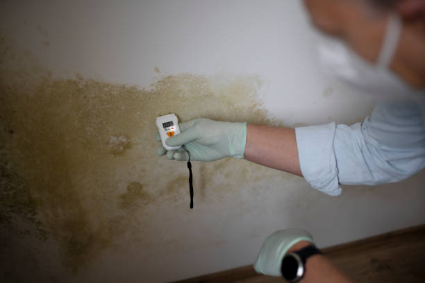 Mold Testing and Removal in Lamar, MO