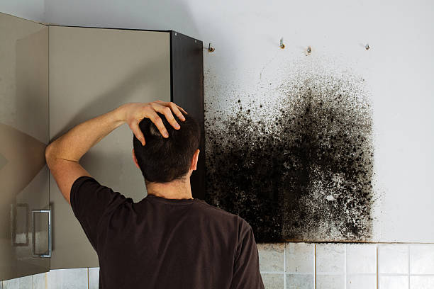 Best Mold Cleaning Services  in Lamar, MO